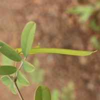 Tephrosia tinctoria (L.) Pers.